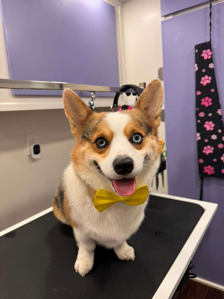 De-Shedding Treatment