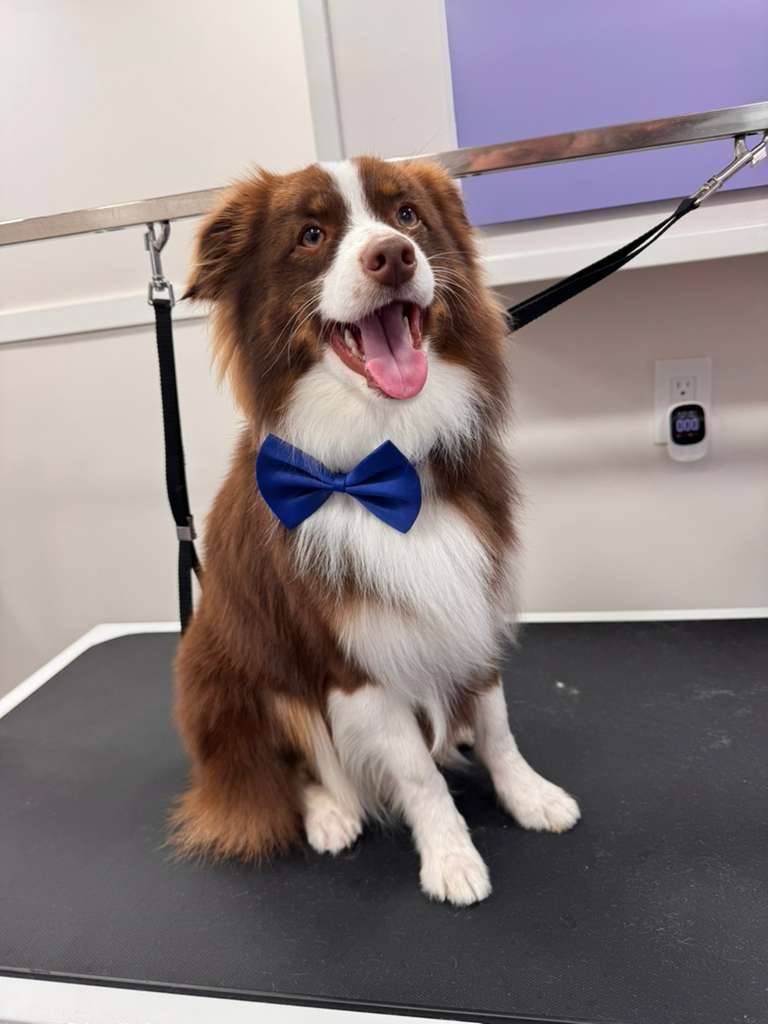Happy groomed dog